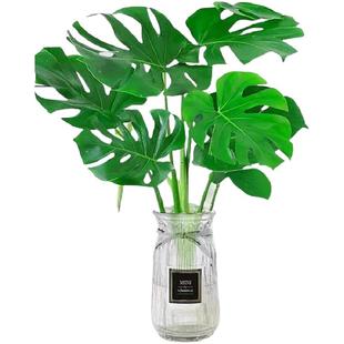 龟背竹水培植物室内四季好养绿植物老桩客厅大叶盆栽净空气天堂鸟