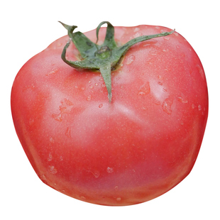 大粉番茄苗秧四季水果老品种籽大粉阳台千禧番茄苗秧盆栽蔬菜种子