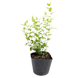 蓝莓苗l29蓝莓树果苗南方种植苔藓盆栽北方种植种子f6树苗特大苗