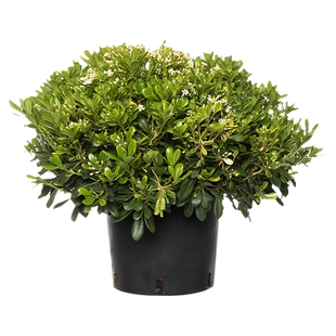 海桐球树苗开花气味芳香四季常青庭院篱笆别墅绿化工程苗木海桐苗