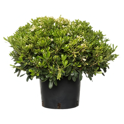 海桐球树苗开花气味芳香四季常青