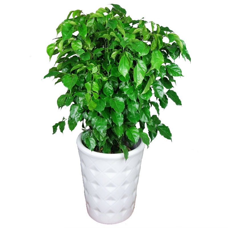 武汉同城观叶茂盛富贵树绿色植物