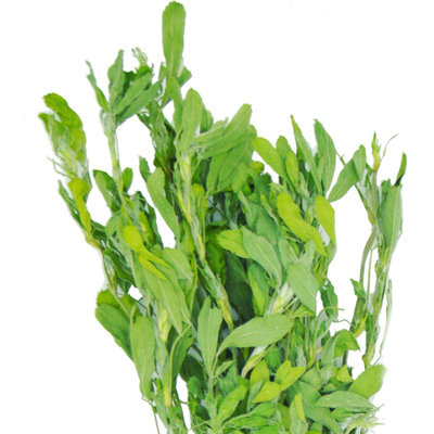 新鲜紫花苜蓿草兔子豚鼠羊驼牧草