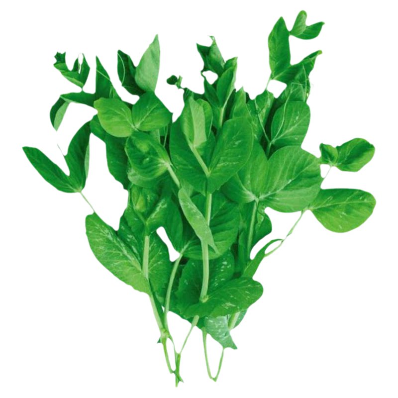 多子多福甜菜心特甜脆菜苔早熟白菜苔多芽菜心种子四季播蔬菜种子