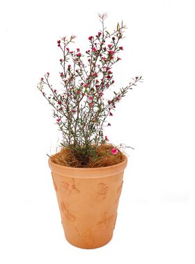 海蒂的花园松红梅冬季开花植物