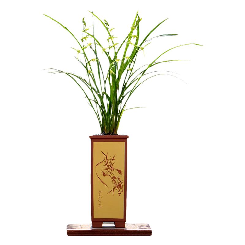 翁源兰花喜花里寒兰铭品寒兰素开花浓香新手好养室内绿植花卉盆栽