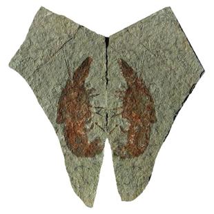 天然对开龙虾化石摆件中国石材动物招财复古朋友古生物标本9999