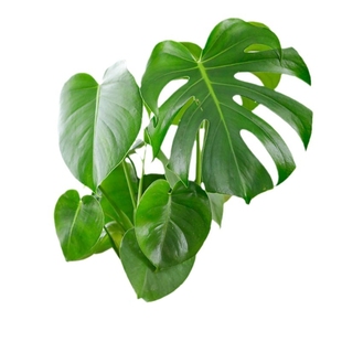 海蒂的花园旗舰店龟背竹客厅大盆栽办公室绿植室内盆栽龟背竹老桩