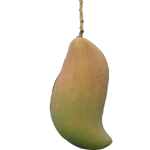 芒果苗树果苗大金煌芒果树果树青芒果嫁接苗盆栽南方种植芒果树