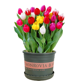 郁金香种球耐寒冬季水培套餐定植篮土培花卉室内花苗四季鲜花好养