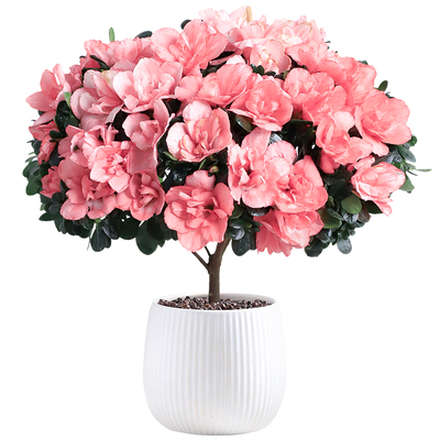 杜鹃花盆栽花卉带花苞植物室内名贵大颗老桩四季观花好养易活绿植