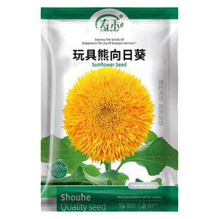 玩具熊向日葵种子种籽子苗矮四季幼苗盆栽观赏葵花花苗孑花种活苗