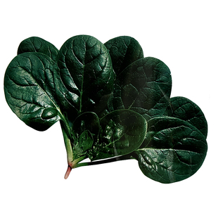 矮脚虎趴地菠菜种子地趴菠菜种子籽大叶厚肉菠菜籽高产抗寒大圆叶