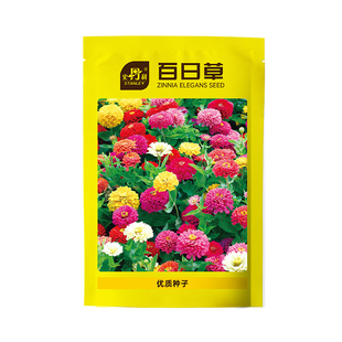 史丹利百日草花籽百日菊种子矮杆重瓣庭院室外四季播种开花种籽子