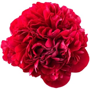 芍药花苗重瓣带芽根块四季多年生易养活种根庭院盆栽耐寒芳香花卉