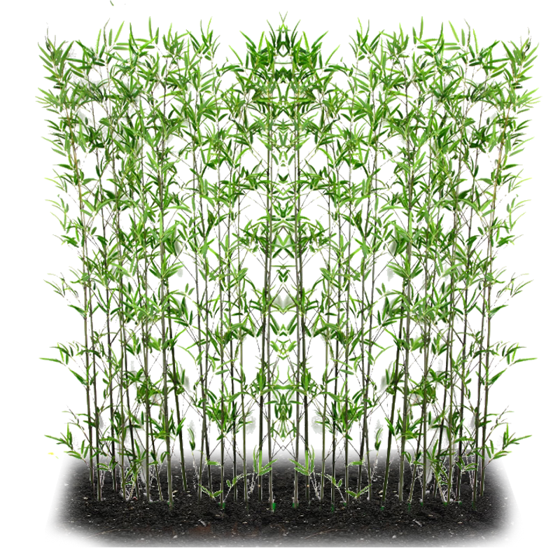 常绿四季青北方耐寒植物竹子苗