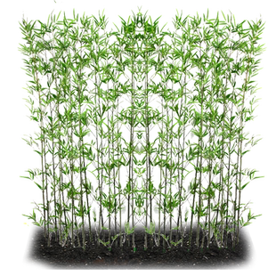 竹子苗四季青庭院植物北方耐寒紫竹苗早园竹罗汉大型毛竹户外盆栽