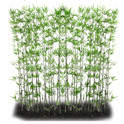 常绿四季青北方耐寒植物竹子苗