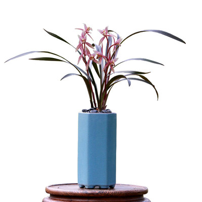 喜华里正品寒兰红草高档室内盆栽