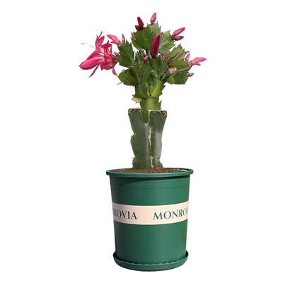 三棱柱火龙果嫁接蟹爪兰盆栽