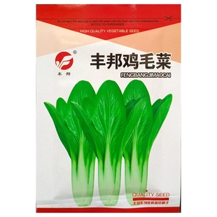 鸡毛菜青菜种子四季小白菜生长快速小菜秧籽小油菜十几天收获20克