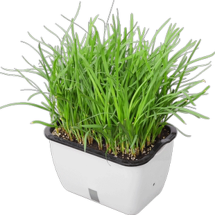 韭菜根苗紫根韭菜根种韭菜苗新鲜现挖大宽叶红根盆栽小叶农家四季