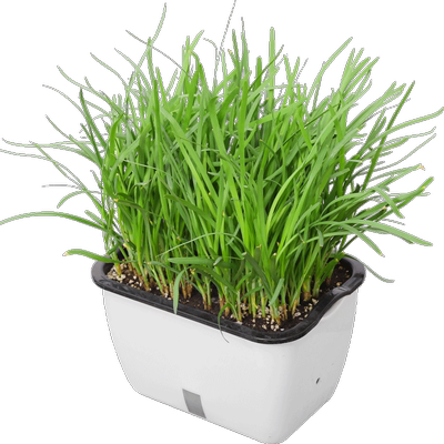 韭菜根苗现挖盆栽小叶农家四季