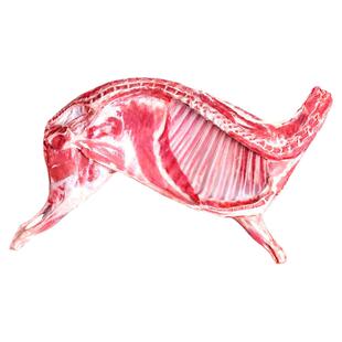 滩羊半只羊10斤羊肉新鲜手把生羊肉羊腿羊排羊蝎子火食材