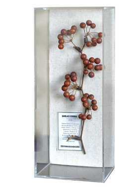 干花植物标本家居摆件现代简约