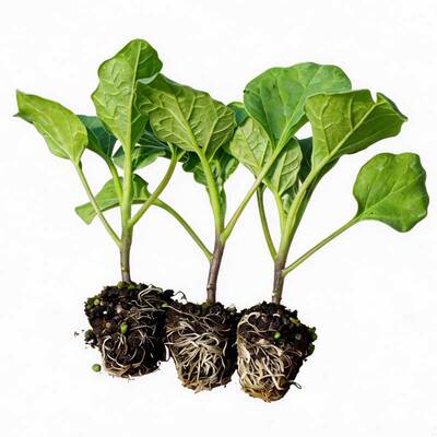 寿光紫罐茄子苗秧苗高产抗病