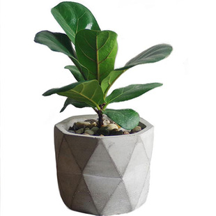 琴叶榕盆栽植物简约北欧风绿植四季长青除甲醛办公室小盆栽防辐射