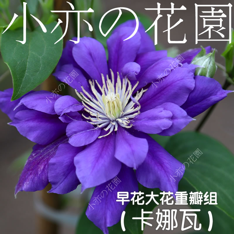 铁线莲重瓣组约瑟芬皇帝多蓝水晶魔法喷泉蓝光円空琉璃蓝色风暴h