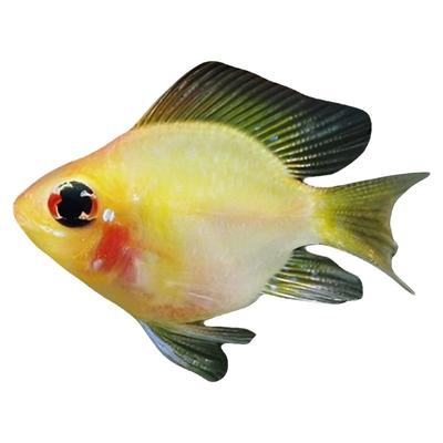 热带观赏鱼观赏鱼金波子淡水鱼