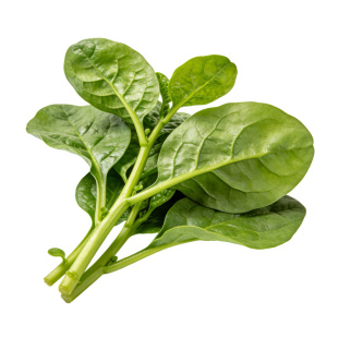 大叶木耳菜苗秧苗种籽阳台盆栽爬藤观赏春夏四季种植蔬菜种子幼苗
