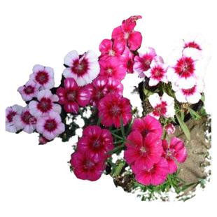 五彩石竹种子四季花种易活混色欧石竹庭院美国石竹草花种籽子花籽