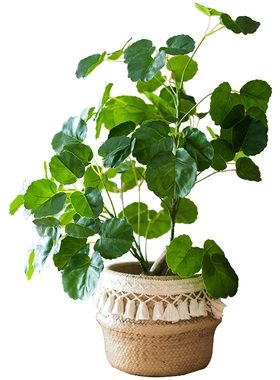 掬涵苹果榕树盆景绿植装饰摆件
