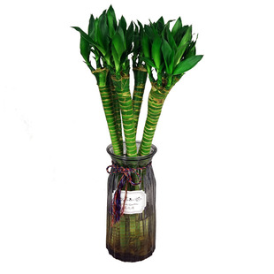 水培富贵竹盆栽观音竹龙竹转运竹室内客厅好养水生绿叶植物除甲醛