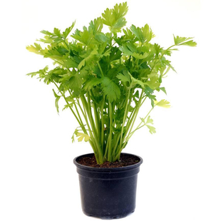 农科院芹菜种子四季小香芹津南实芹西芹水果芹菜阳台盆栽蔬菜籽孑