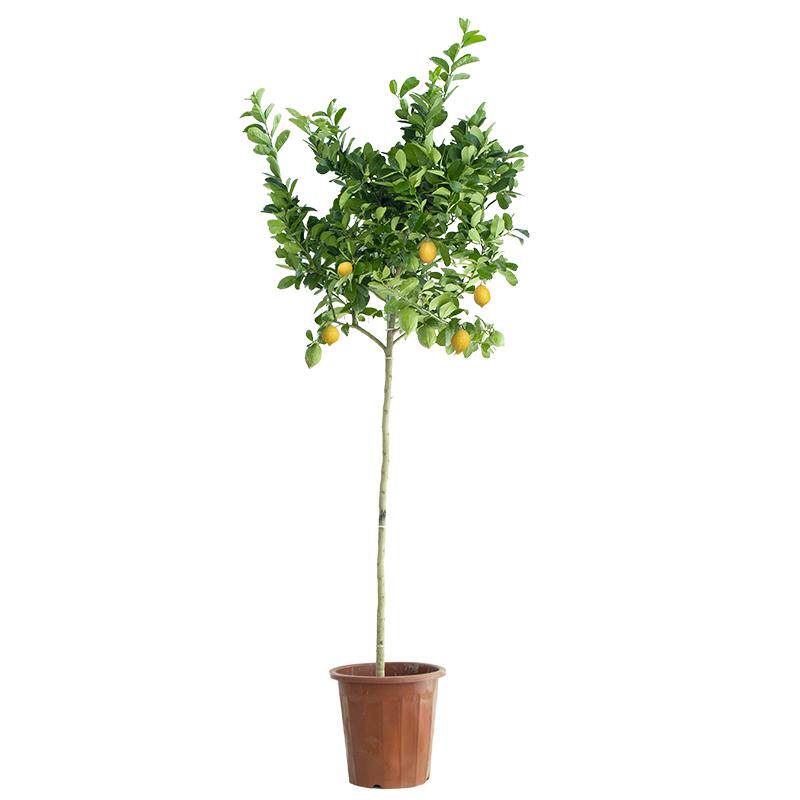 柠檬树香水盆栽四季带花果可食用