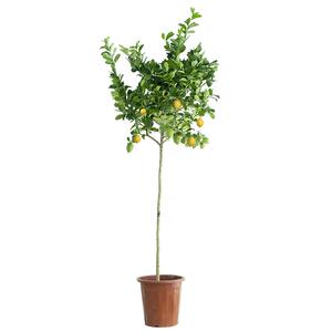 柠檬树香水盆栽四季带花果可食用