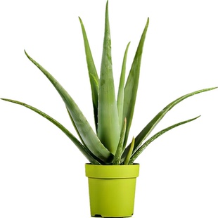 库拉索芦荟盆栽芦荟灌肤专用鲜叶芦荟食用芦荟植物美容芦荟叶片