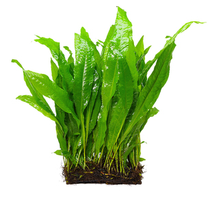 鱼缸造景懒人水草活体淡水阴性植物大阔叶铁皇冠细叶阴性无土免种