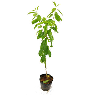 三华李树苗 早熟米李苗三月李 迟熟三华李子苗银妃嫁接果树苗