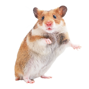 家养宠物小仓鼠活物侏儒三线银狐布丁老公公奶茶金丝熊宝宝活体鼠