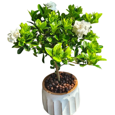 栀子苗四川成都发货原盆原土发货