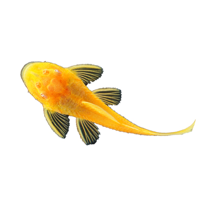 黄金胡子鱼大帆清道夫活体垃圾鱼工具鱼清洁好养活小型观赏鱼