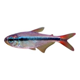 烈焰蓝宝石可卡灯鱼黄金红月可卡南美进口高端灯鱼热带鱼草缸群游