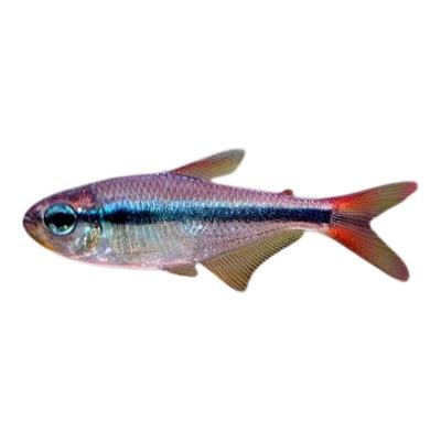 烈焰蓝宝石可卡灯鱼黄金红月可卡南美进口高端灯鱼热带鱼草缸群游