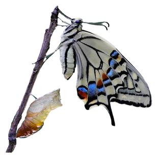 宠物蝴蝶蛹可孵化小蝴蝶昆虫笼科学实验观察盒卵毛毛虫闪蝶凤蝶