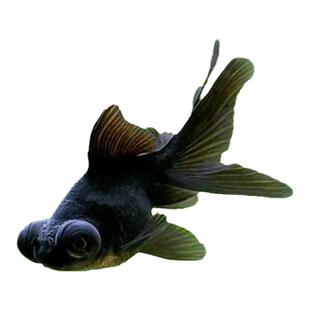 镇宅金鱼黑龙睛金鱼观赏鱼大眼睛鱼灯笼眼冷水耐寒淡水鱼苗易存活